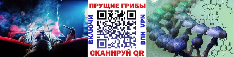 Купить  Котельники  Псилоцибиновые грибы Psilocybine cubensis 